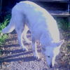 Zeus 2
