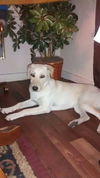 Roxy4