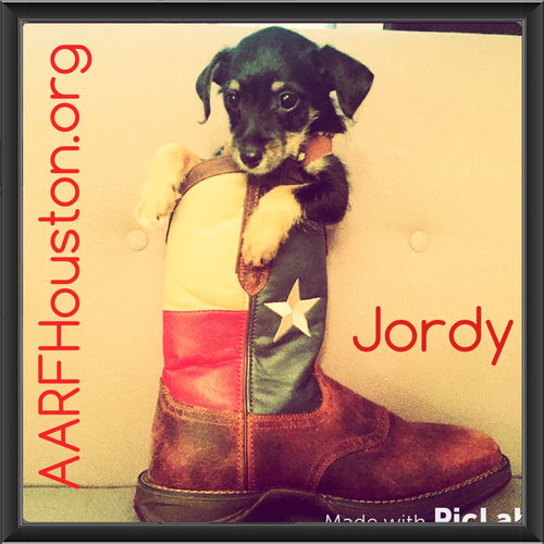 Jordy