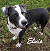 Elvis 3