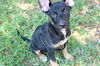 Runt