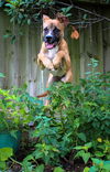Shiner Bark