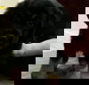 Bear 9