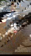 Beau