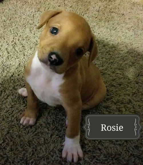 Rosie 5