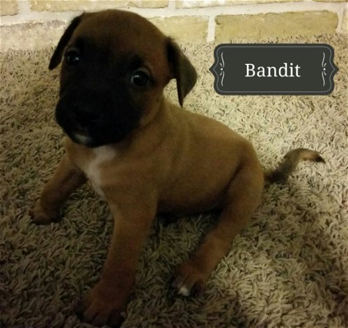 Bandit  -  Jax