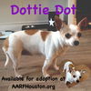 Dottie Dots
