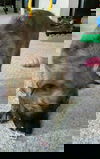 Bear 10