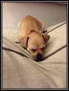 Cooper