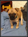 Riley 3