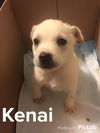 Kenai