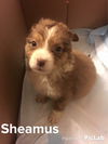 Sheamus