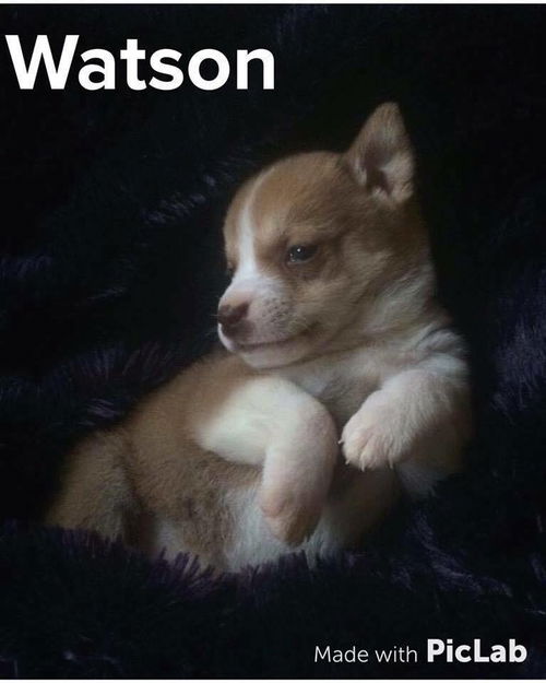 Watson