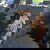 Buddy 7