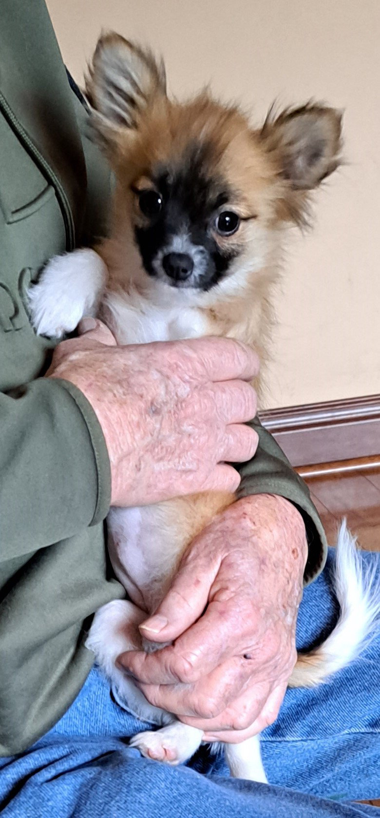 Dog for Adoption Lucy, a Pomeranian in Lawrenceburg, IN Alpha Paw