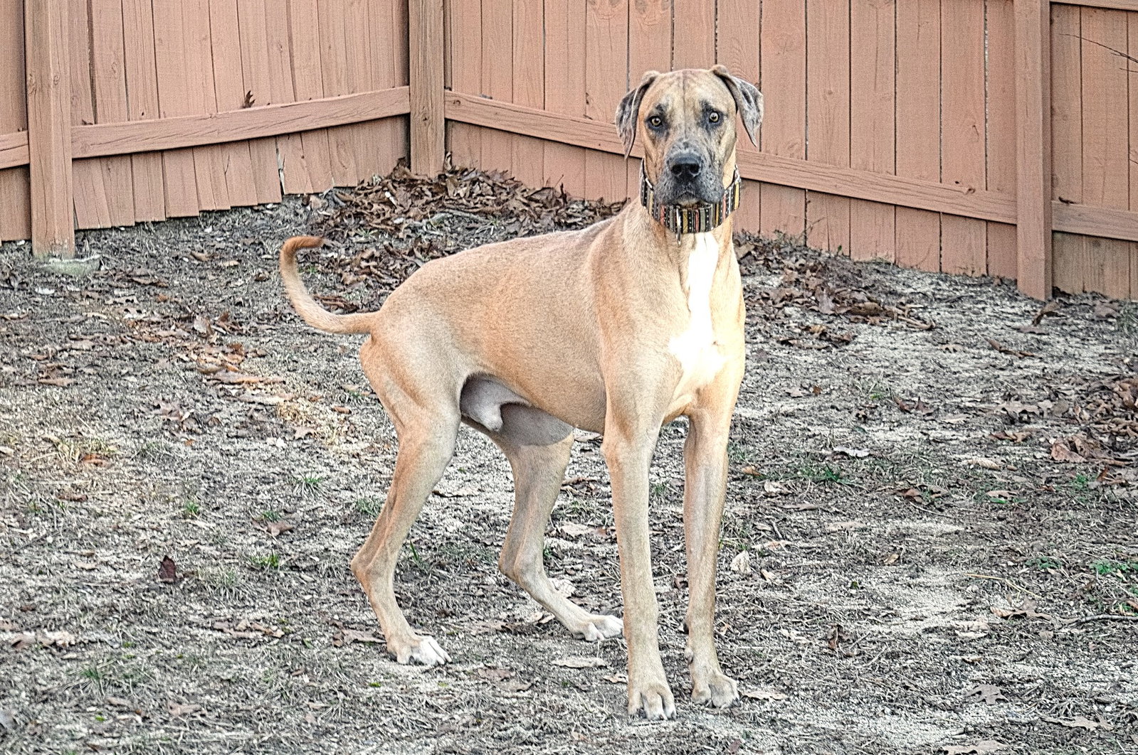 Dog for Adoption - Jackson, a Great Dane in Bethlehem, NC | Alpha Paw