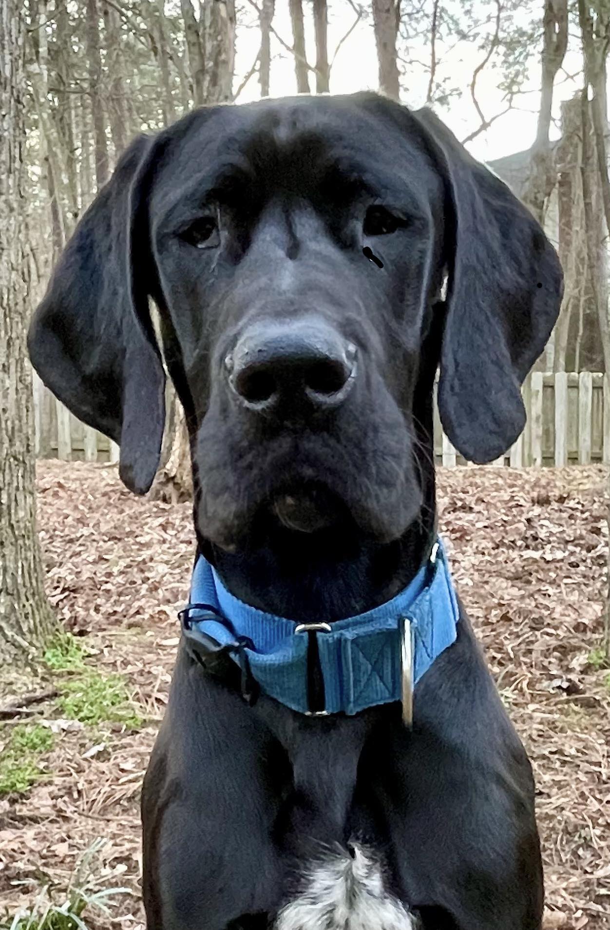 Dog for Adoption - Todd, a Great Dane in Newport, SC | Alpha Paw