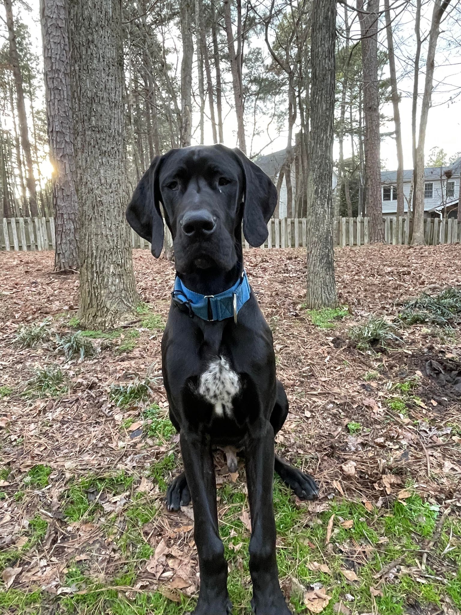 Dog for Adoption - Todd, a Great Dane in Newport, SC | Alpha Paw