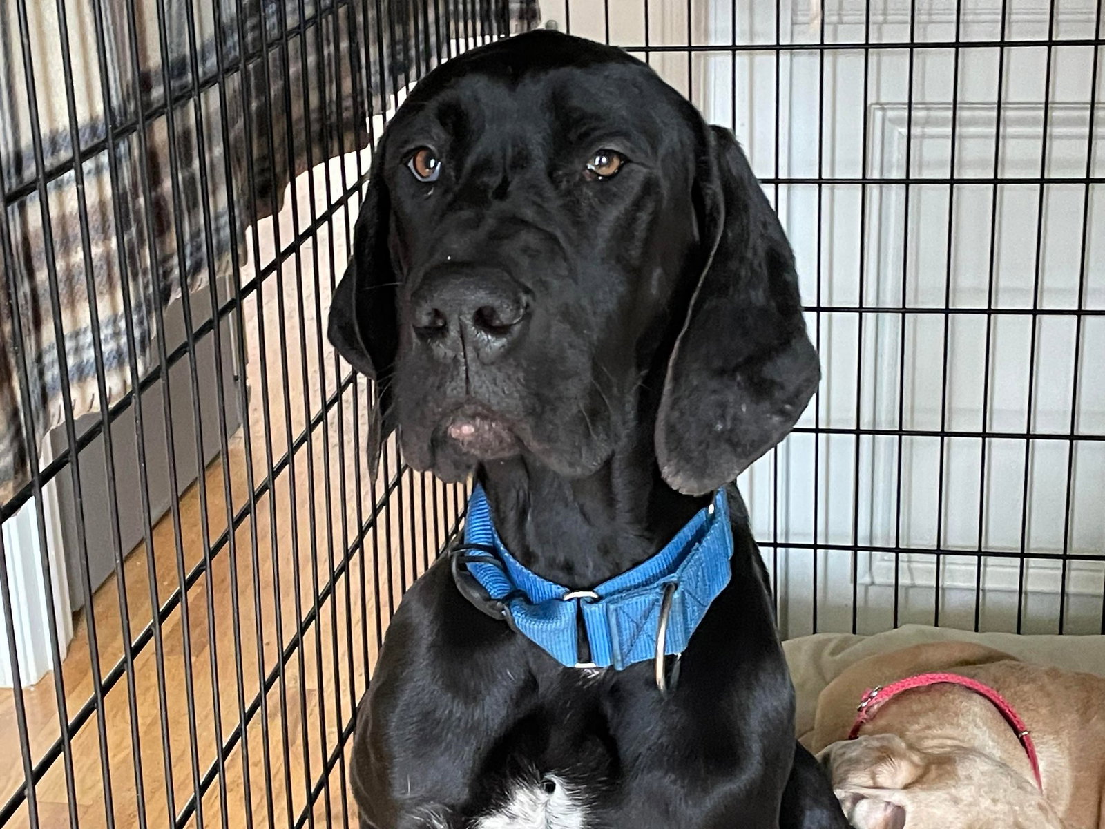 Dog for Adoption - Todd, a Great Dane in Newport, SC | Alpha Paw
