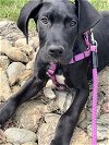 adoptable Dog in  named Valentino