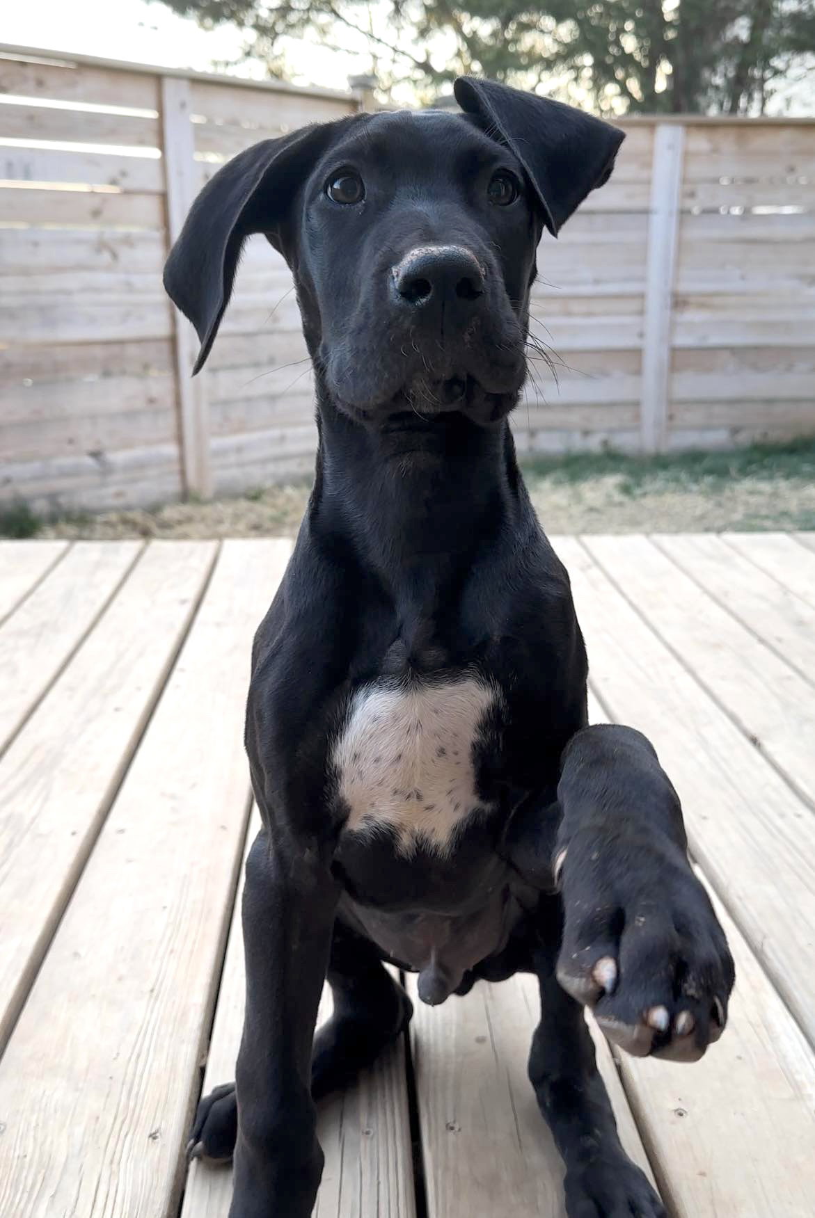 Dog for Adoption - Valentino, a Great Dane in Fort Mill, SC | Alpha Paw