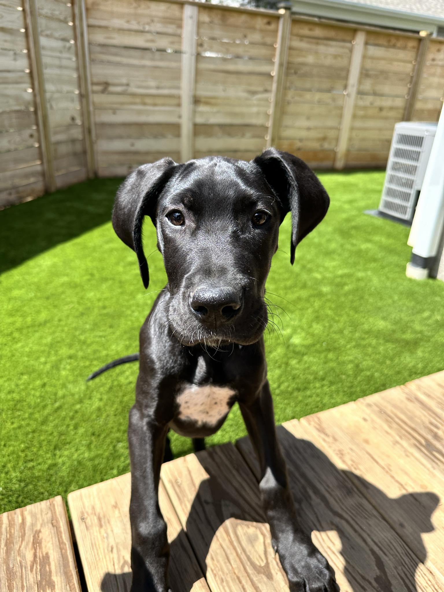 Dog for Adoption - Valentino, a Great Dane in Fort Mill, SC | Alpha Paw