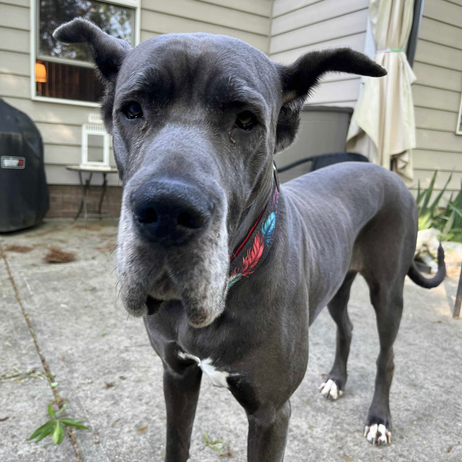 adoptable Dog in Huntersville, NC named Indi