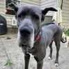 adoptable Dog in  named Indi
