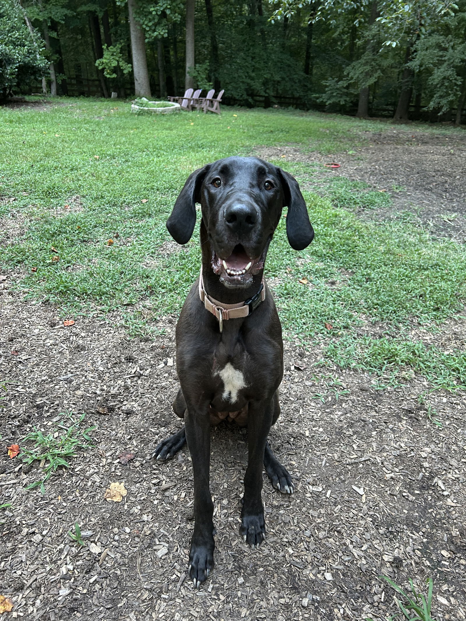 adoptable Dog in Huntersville, NC named Sassy