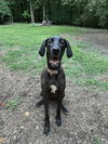 adoptable Dog in  named Sassy