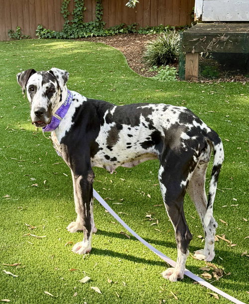 picture of the dog needing adoption