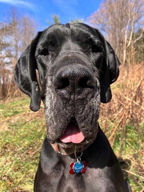 picture of the dog needing adoption