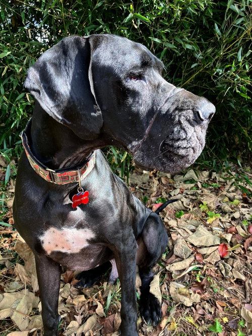 Chauncey photo 3