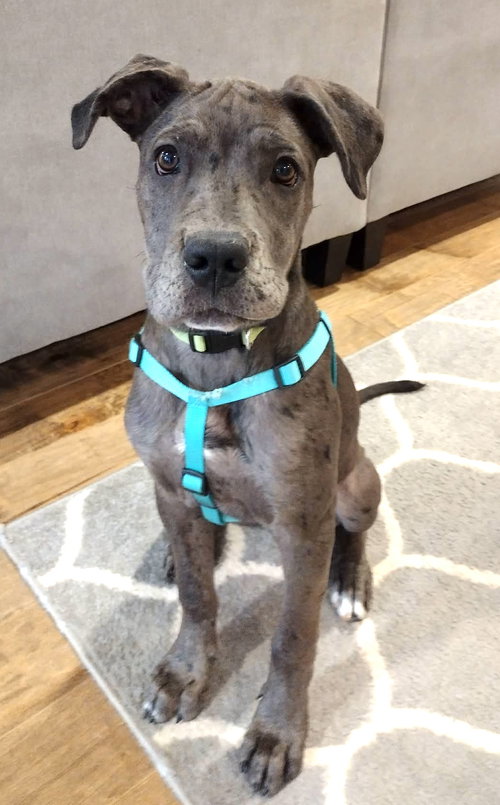 picture of the dog needing adoption