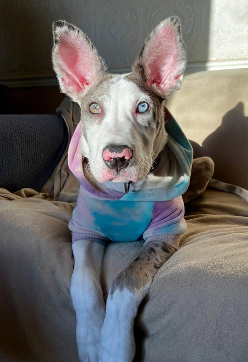 picture of the dog needing adoption