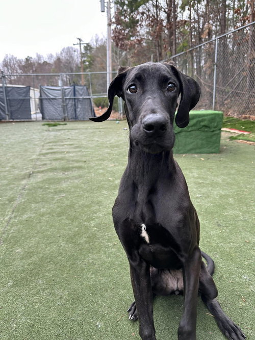 picture of the dog needing adoption