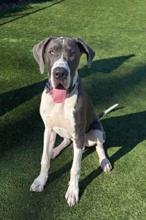 picture of the dog needing adoption