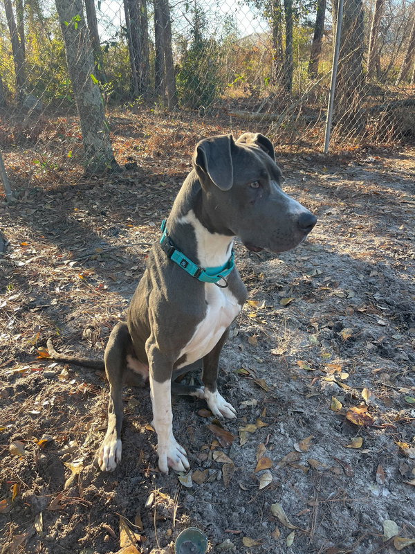 Daphne