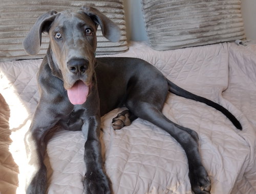 Huckleberry, an adoptable Great Dane in Huntersville, NC