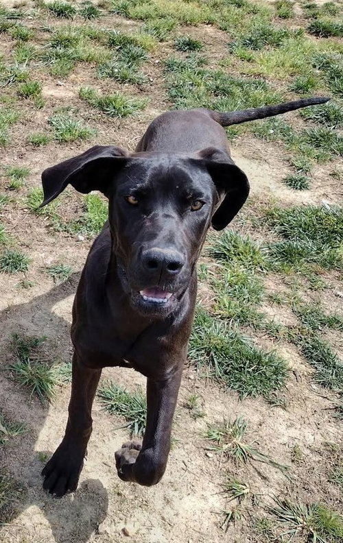 Gertie, an adoptable Great Dane in Huntersville, NC