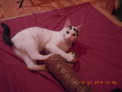 Smudge 2