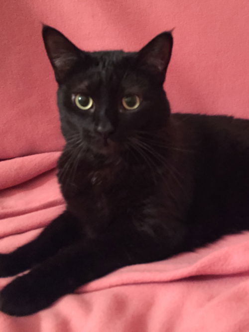 Mojo