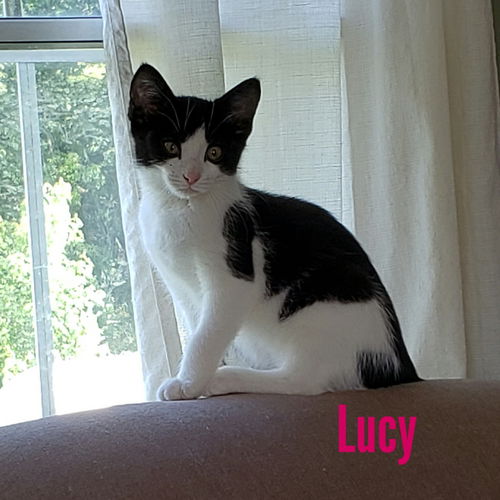 Lucy