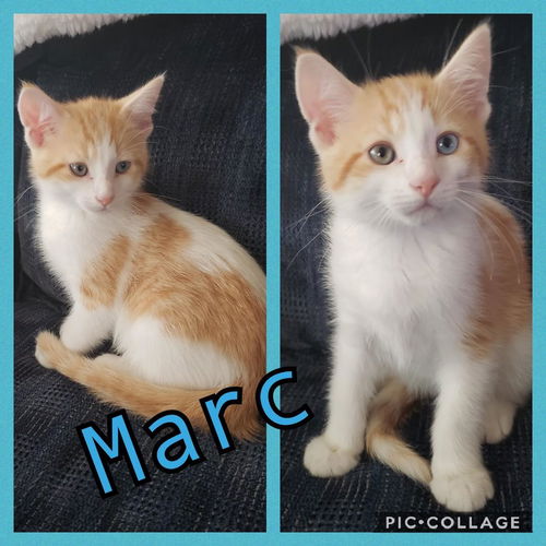 Marc