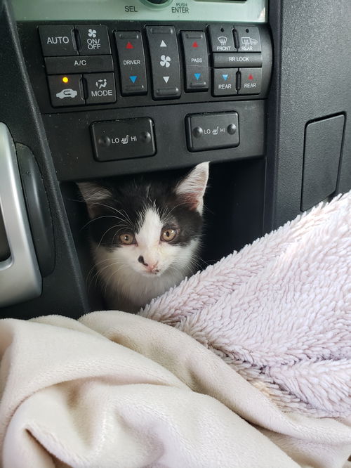 Maverick