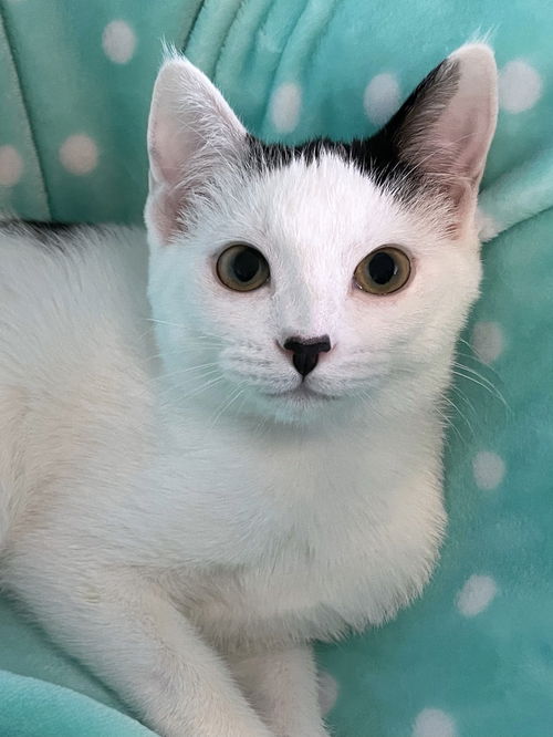 Nyx
