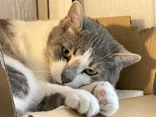 Tibby