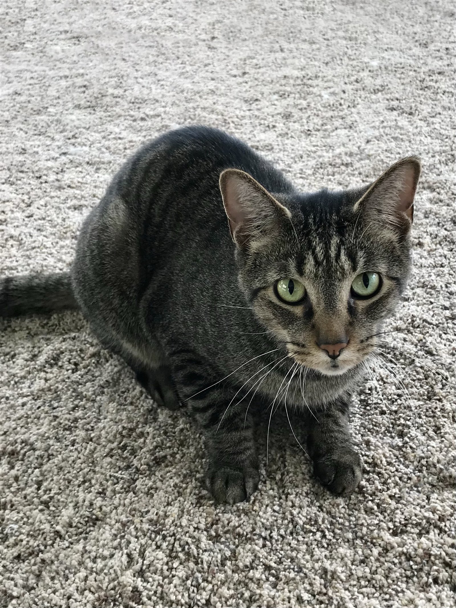 adoptable Cat in Grove City, OH named Chance