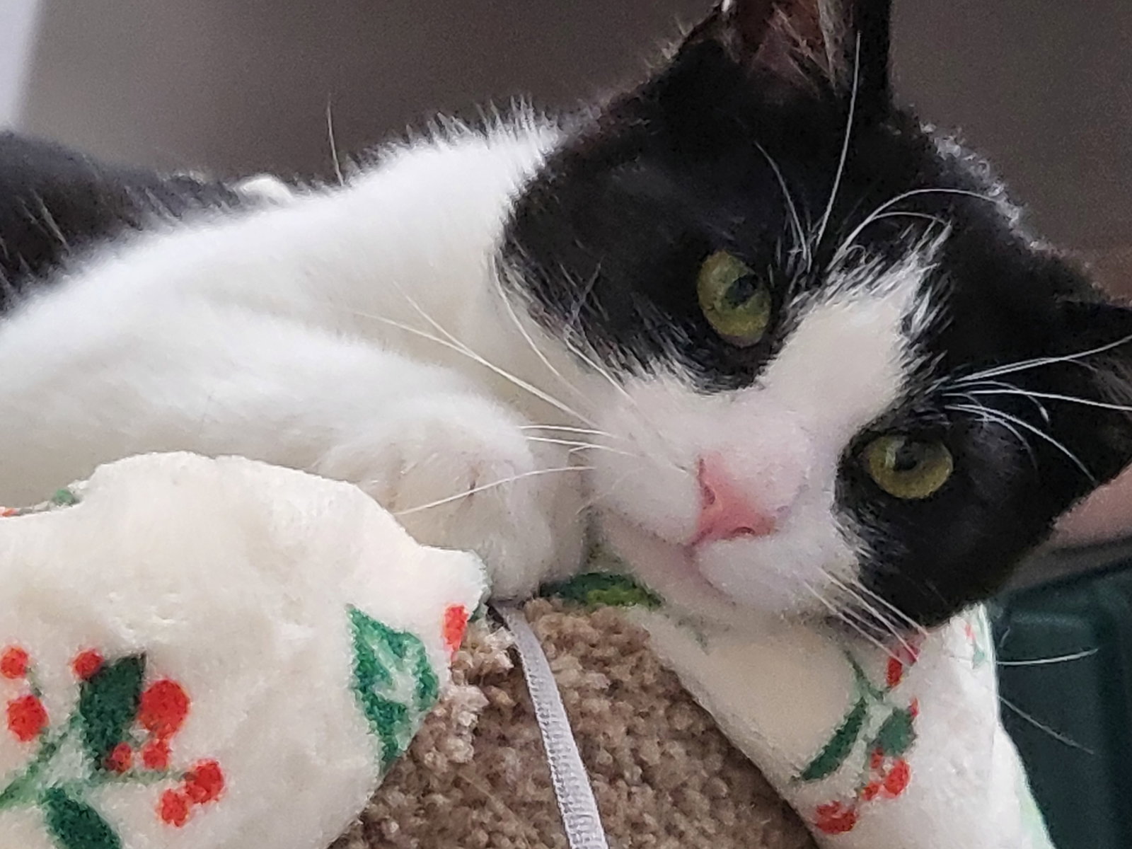 Cats for Adoption in Lancaster, Ohio Alpha Paw