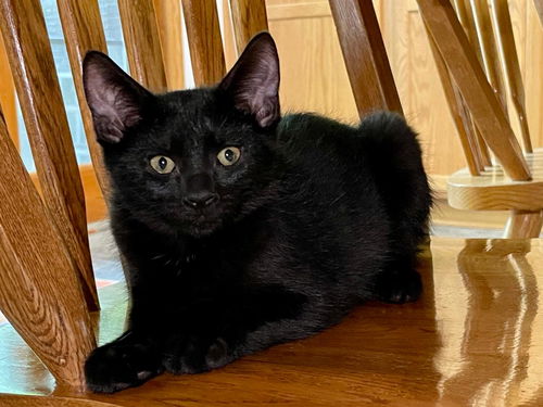 Juno